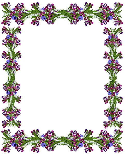 Stiefmütterchen Blumen isoliert auf weißem Hintergrund — Stockfoto