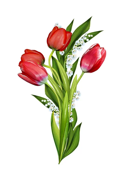 Spring flowers tulips isolated on white background — Stock Photo, Image