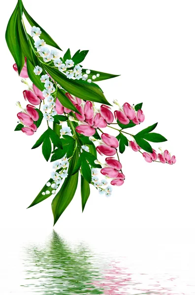 Lily z doliny odizolowana na białym tle — Zdjęcie stockowe