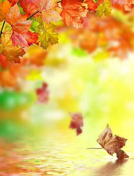 Fogliame autunnale — Foto Stock