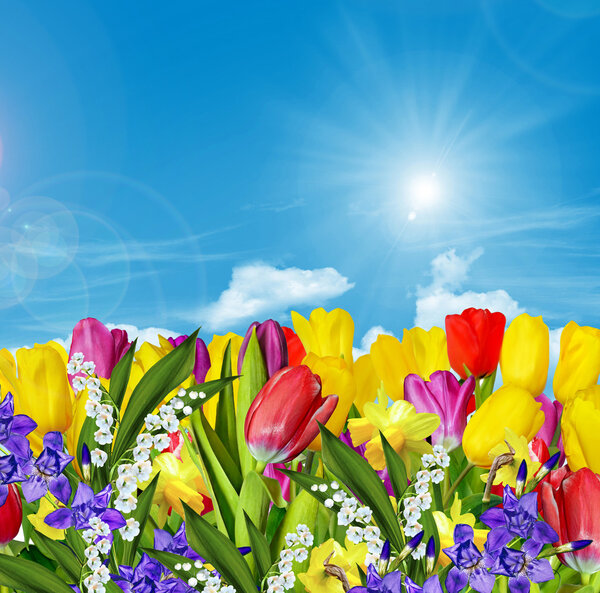 Spring flowers tulips on the background of blue sky with clouds