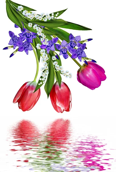 Lente bloemen tulpen geïsoleerd op witte achtergrond — Stockfoto