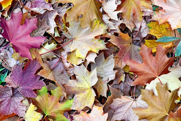 Akçaağaç arka plan sonbahar yaprakları — Stok fotoğraf