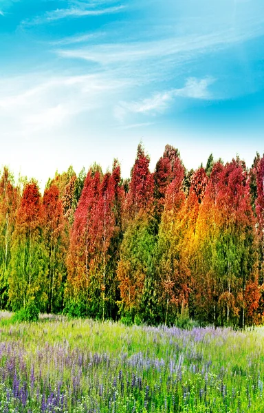 Paisagem de outono — Fotografia de Stock