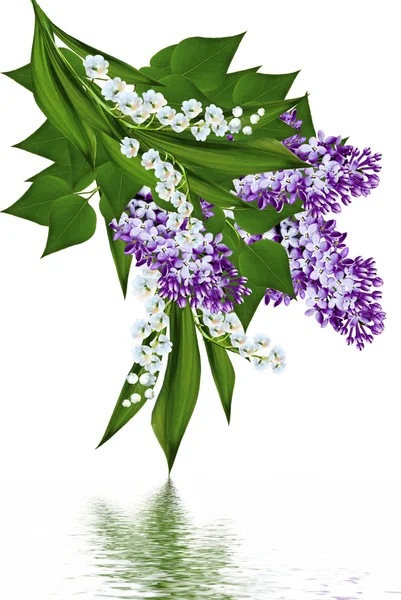 Jarní květiny šeřík izolované na bílém pozadí — Stock fotografie
