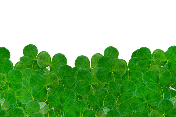 leaf clover on white background