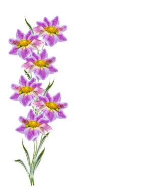 Yıldız çiçeği beyaz arkaplanda izole edilmiş