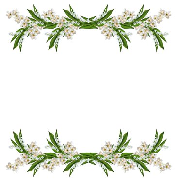 kiraz çiçekleri beyaz arka plan üzerinde izole Şubesi.