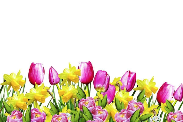 Fiori rosa e gialli tulipani e narcisi — Foto Stock