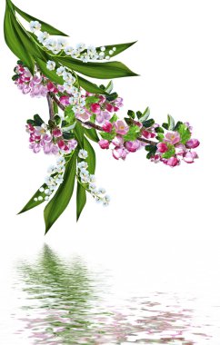 çiçekli Erik ve lily vadi üzerinde beyaz backgrou izole