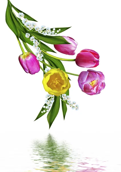 Lente bloemen tulpen geïsoleerd op witte achtergrond — Stockfoto