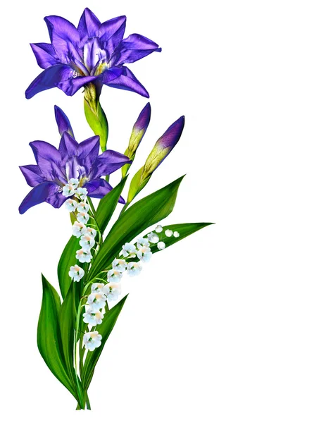 Голубой цветок радужной оболочки на белом фоне — стоковое фото
