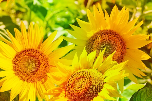 Beau champ de tournesol en été — Photo