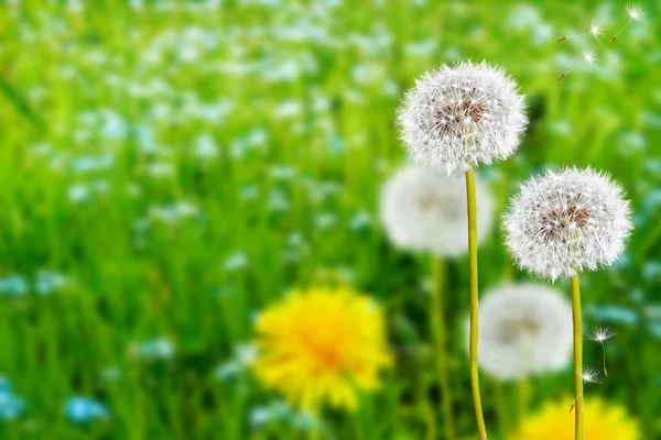 Tarassaco di fiori selvatici — Foto Stock