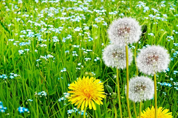 Wildblumen Löwenzahn — Stockfoto