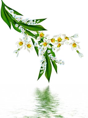 bahar beyaz zemin üzerine izole kardelen çiçek