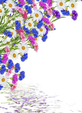 Beyaz arka plan üzerinde izole Peygamber çiçekler