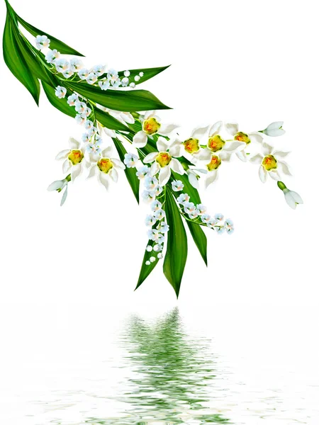 Fiori primaverili bucaneve isolato su sfondo bianco — Foto Stock