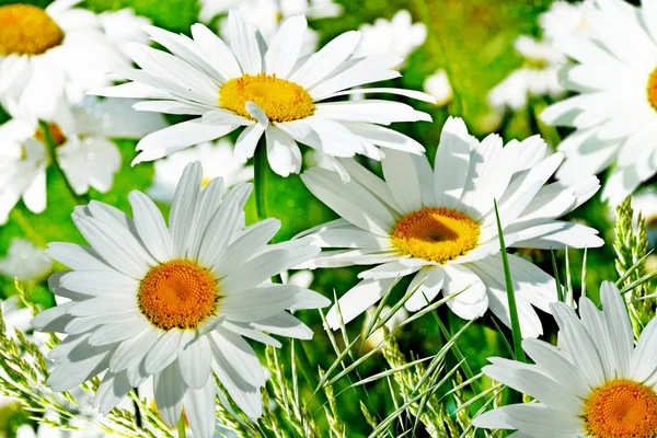 Wilde bloemen madeliefjes — Stockfoto