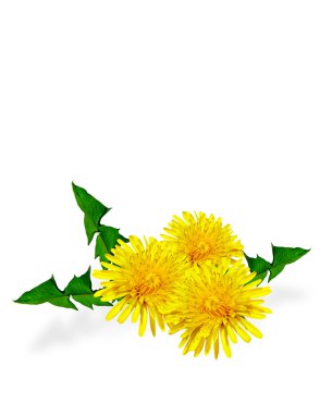 Karahindiba çiçekleri beyaz arkaplanda izole