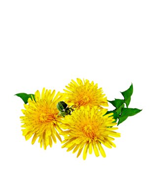 Karahindiba çiçekleri beyaz arkaplanda izole