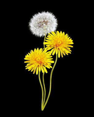 Siyah arka planda karahindiba