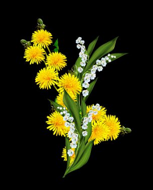 Siyah arka planda karahindiba