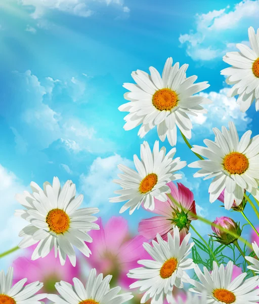Cosmos flowers on a background of blue sky with clouds — Stock Photo, Image