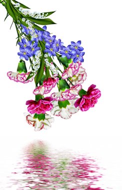 karanfil çiçekleri beyaz arkaplanda izole edilmiş