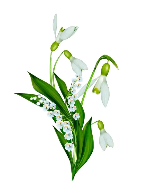 Flores da primavera gotas de neve isoladas no fundo branco — Fotografia de Stock