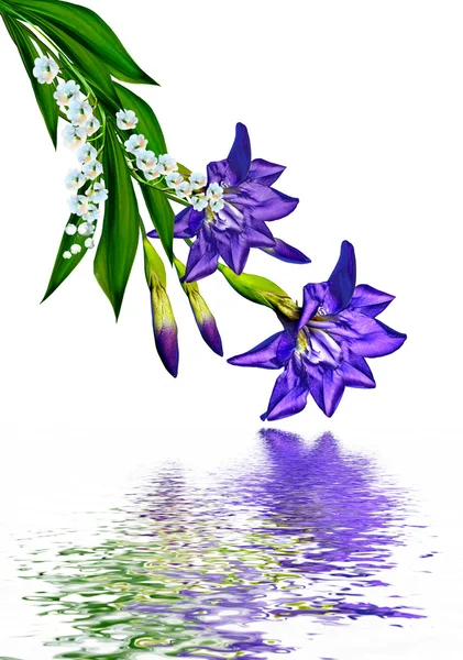 白い背景に孤立した青い虹彩の花 — ストック写真