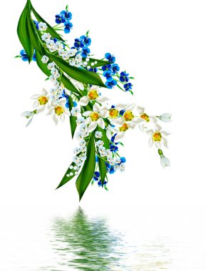 bahar beyaz zemin üzerine izole kardelen çiçek