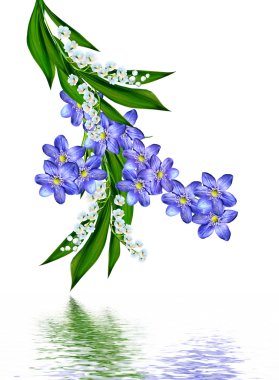 bahar beyaz zemin üzerine izole kardelen çiçek