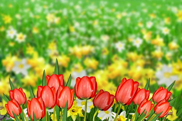 Nyári táj. virágok Nárciszok. tulipán — Stock Fotó