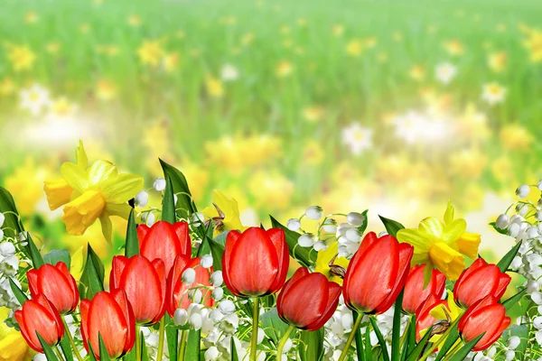 Summer landscape. flowers daffodils. tulips — Stock Photo, Image