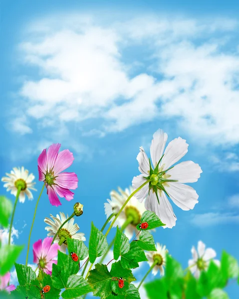 Gänseblümchen Blumen auf blauem Himmel Hintergrund — Stockfoto