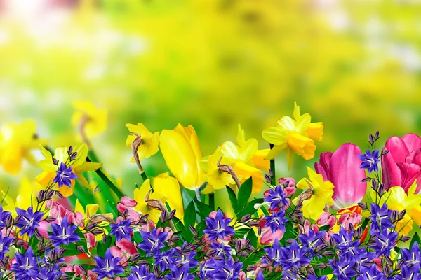 Vårblommor påskliljor och tulpaner — Stockfoto