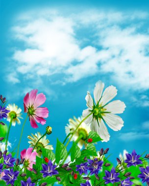 Mavi gökyüzü arka plan üzerinde papatya çiçekleri