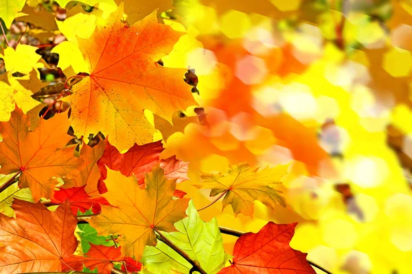 Fogliame autunnale. Autunno d'oro . — Foto Stock