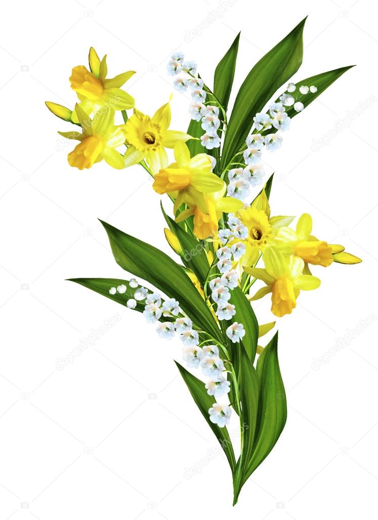 Spring flowers daffodils and lilies of the valley isolated on wh Stock