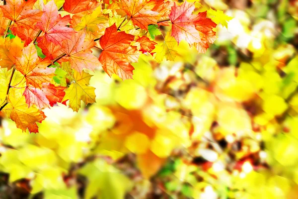 Herfst bladeren. Herfst tijd. Gouden herfst. — Stockfoto