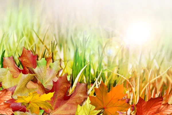 Őszi lombozat. Őszi időben. Arany ősz. — Stock Fotó