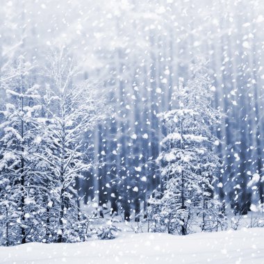 kış orman. Kış manzarası