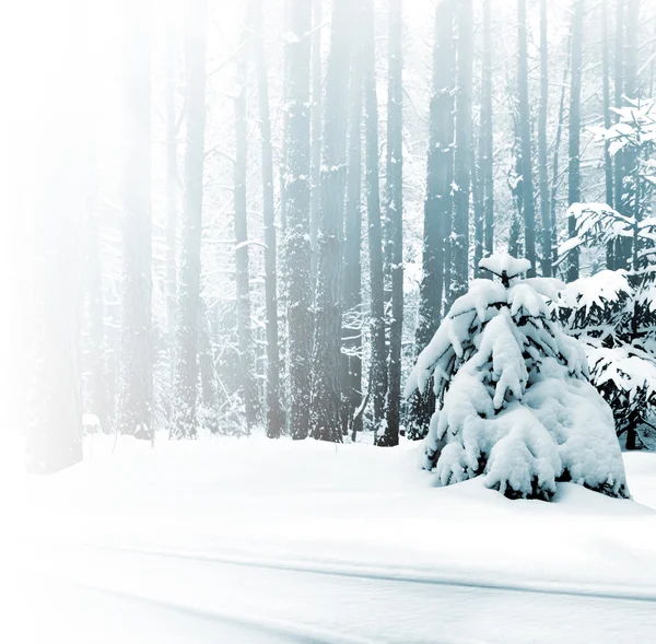 Winter forest. winterlandschap — Stockfoto