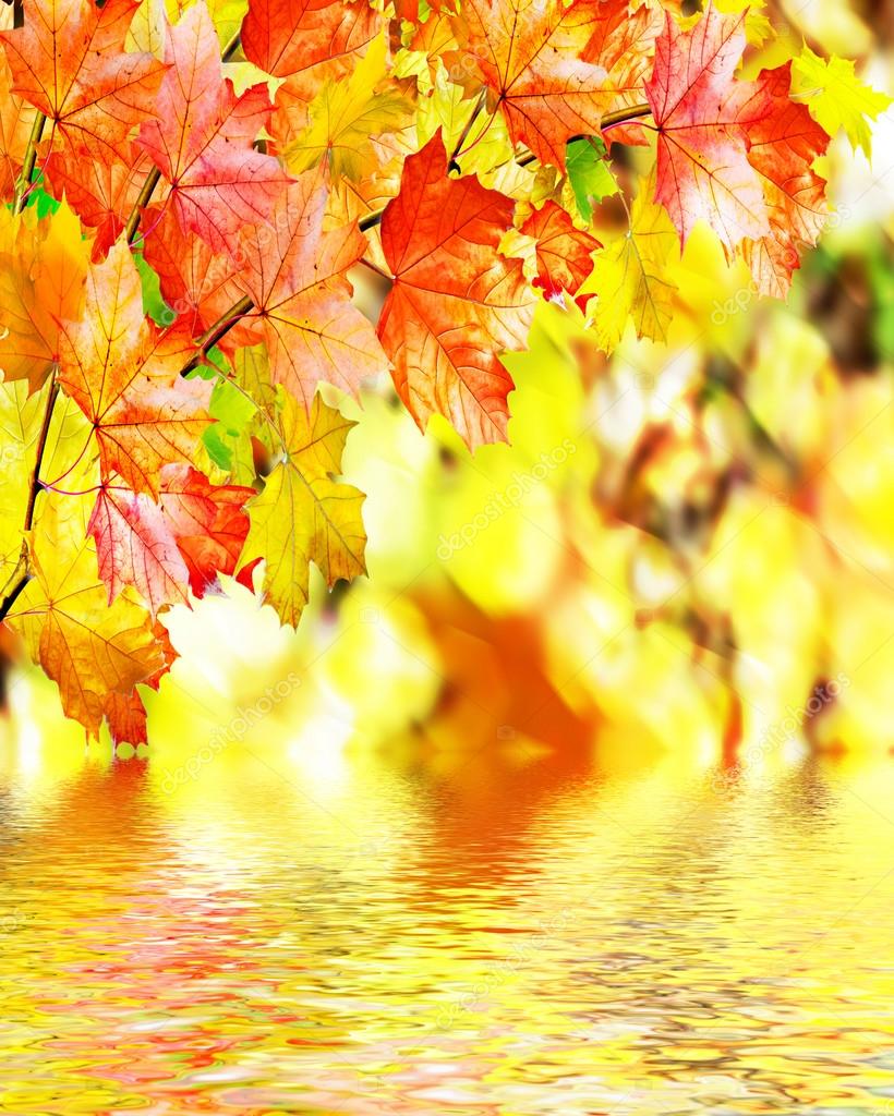 Autumn Foliage Autumn Time Gold Autumn — Stock Photo