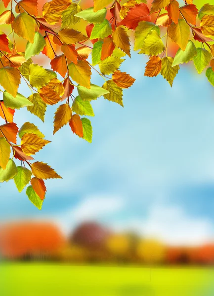 Podzimní listí. Zlatý podzim. Krajina. — Stock fotografie