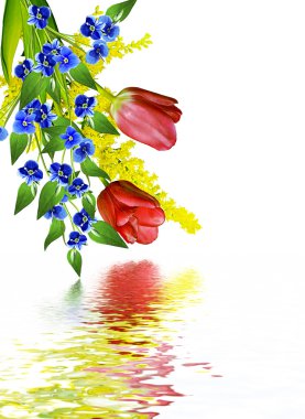 bahar çiçekleri beyaz arkaplanda izole laleler