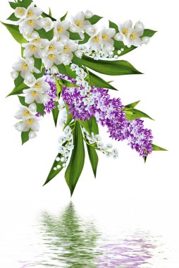 bahar çiçekleri beyaz arkaplanda yalıtılmış leylak