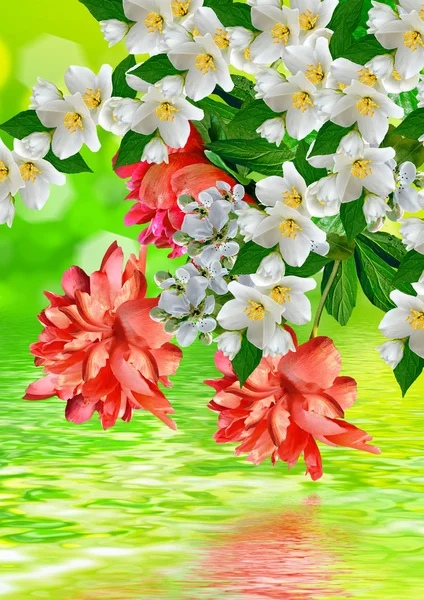 Fundo floral. Flores de primavera . — Fotografia de Stock
