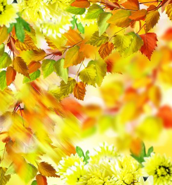 sonbahar yaprakları. Sonbahar zaman. Altın sonbahar.